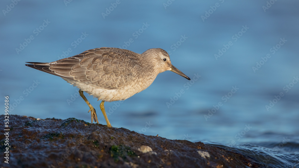 Red Knot - Calidris canutus - on the autumn migration way at a seashore Red Knot - Calidris canutus - on the autumn migration way at a seashore