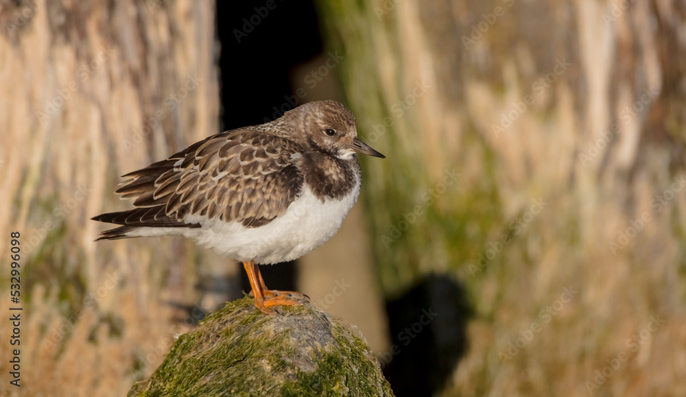 Ruddy Turnstone - at the sea shore on autumn migration way Ruddy Turnstone - at the sea shore on autumn migration way