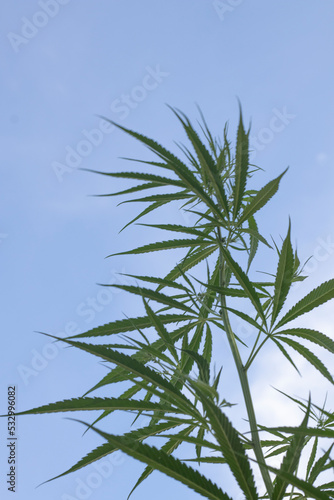 cannabis leaf on sky background