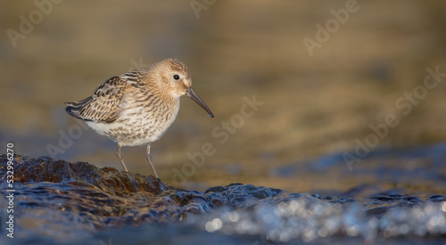 Dunlin - young bird at a seashore on the autumn migration way