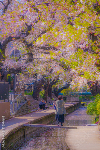 二ヶ領用水（宿河原）の桜 photo