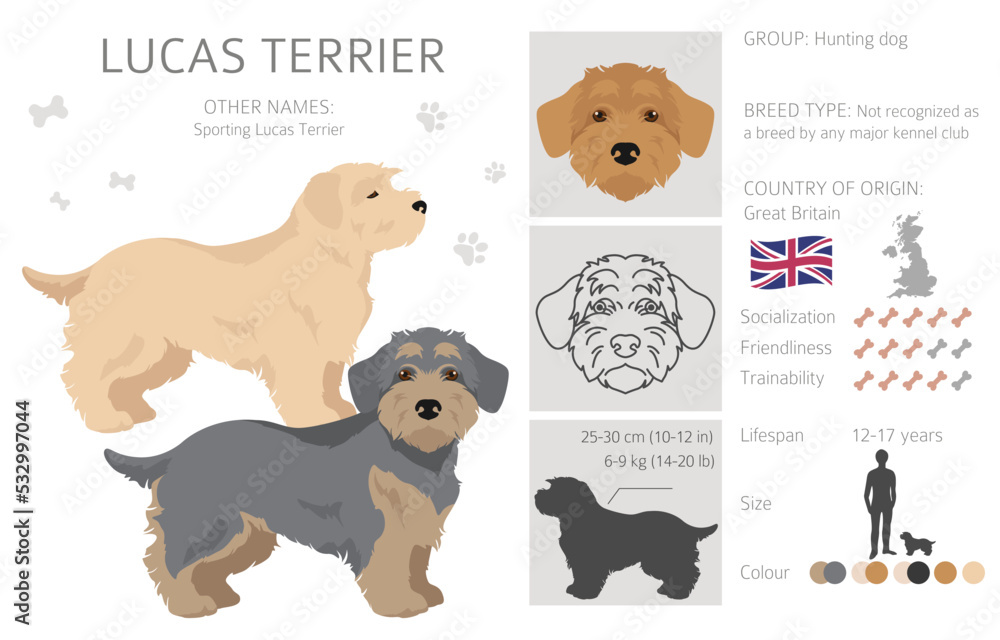 Lucas terrier clipart. Different coat colors set