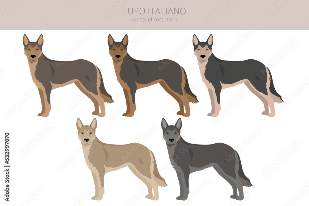 Lupo Italiano clipart. Different coat colors set