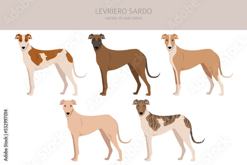 Levriero Sardo clipart. Different coat colors set