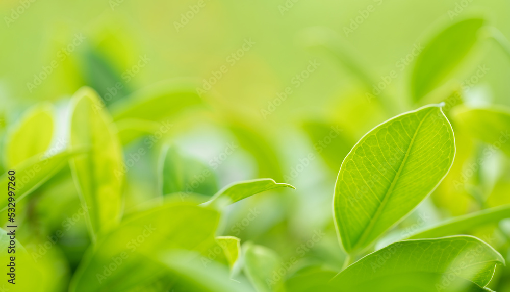 Obraz premium Close-up macro soft focus fresh green leaves blur background.concept for ecology backdrop,desktop wallpaper,website cover design.