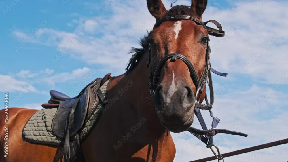 Brown harnessed horse stands near the stable on blue sky backdrop, slow