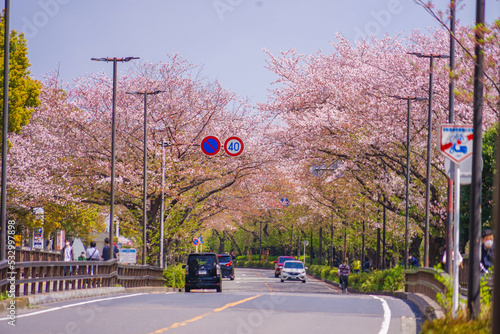 Fototapeta Naklejka Na Ścianę i Meble -  川崎・堀川町線の桜