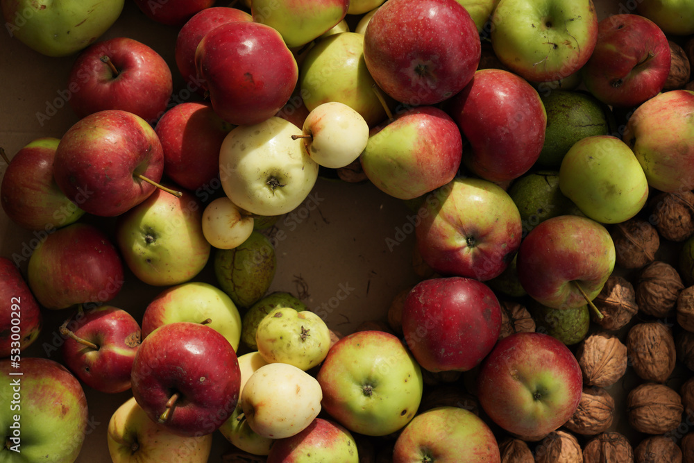 Many different apples, different varieties and sizes, a perfect frame with a round space inside. Fruit frame for text Many different apples, different varieties and sizes, a perfect frame with a round space inside. Fruit frame for text