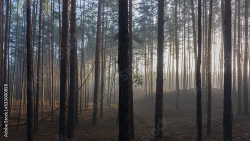 Foggy early morning in a pine forest.