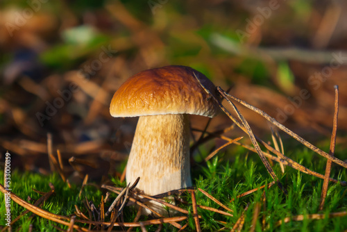 White mushroom in the morning forest.
