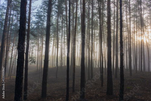 Foggy early morning in a pine forest. © APHOTOSTUDIO