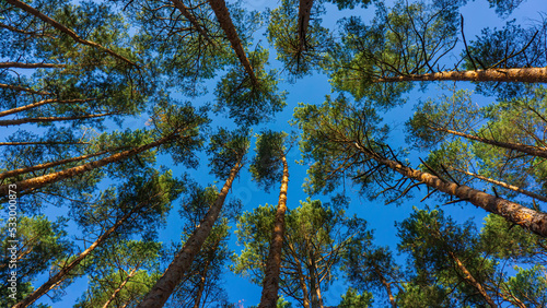 Tops of pine trees against the sky.