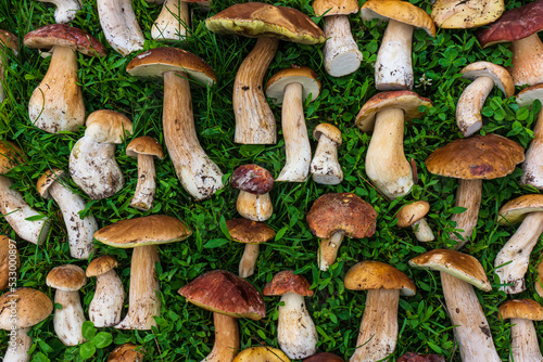 Harvested mushrooms on green grass.