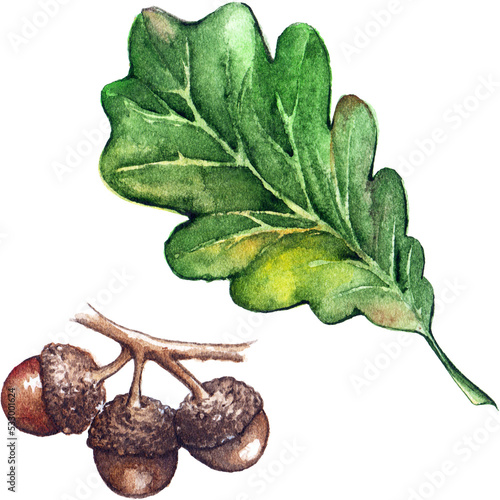 Watercolor oak green leaf acorn seed isolated art