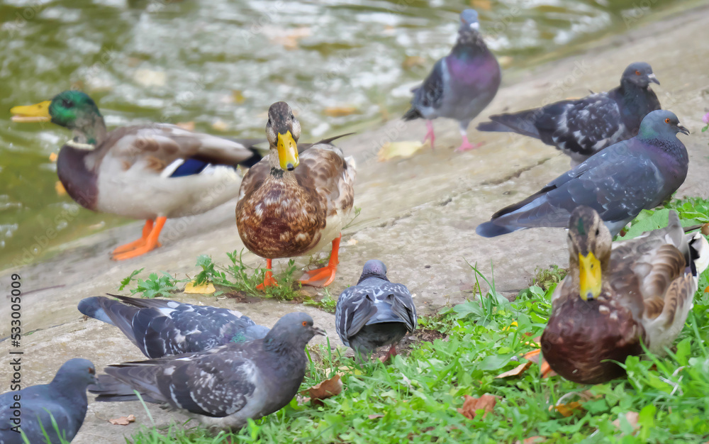 Fototapeta premium ducks on the grass