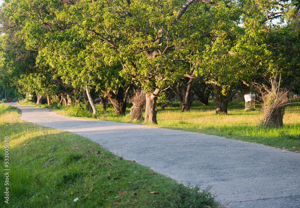 Road of Indian Village with trees and green nature. Road of Indian Village with trees and green nature.