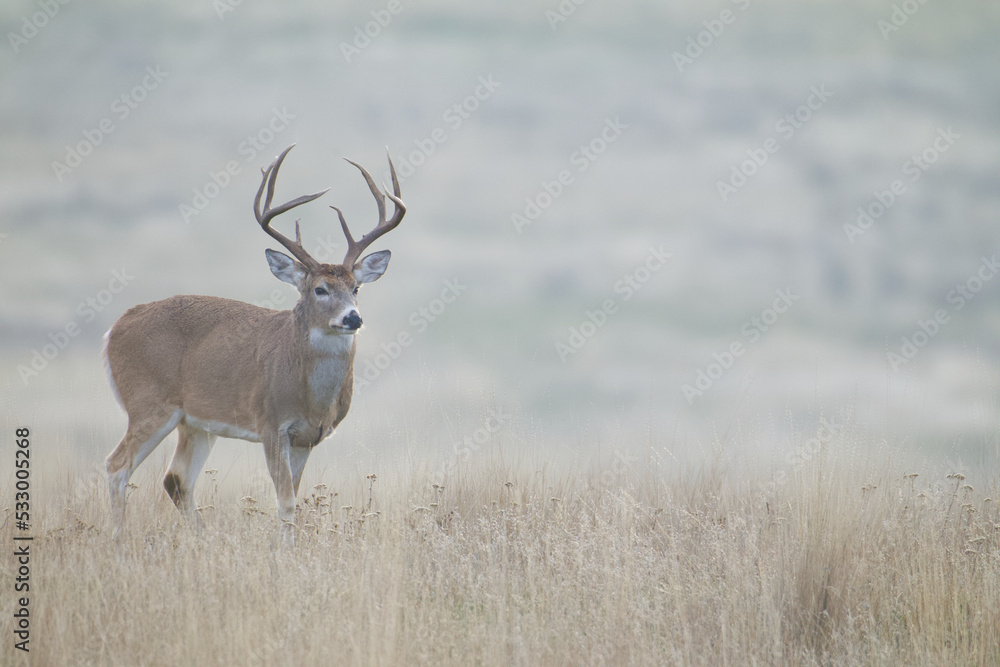 Whitetail Deer buck in a meadow on a misty, foggy morning, moody low-contrast image with plenty of space for text Whitetail Deer buck in a meadow on a misty, foggy morning, moody low-contrast image with plenty of space for text
