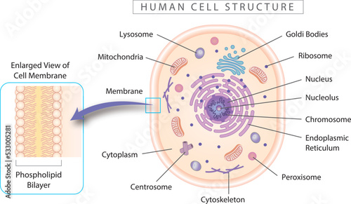 Human cell structure diagram with enlarged view of cell membrane. Simple 2D design best for educational materials, marketing materials. 