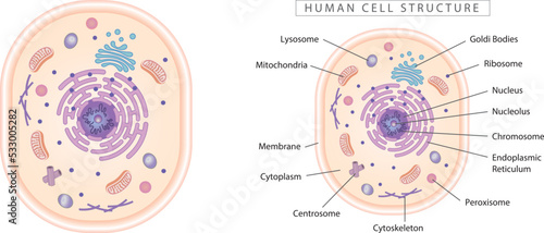 Human cell structure diagram. Simple 2D design, best for educational materials, marketing materials. 