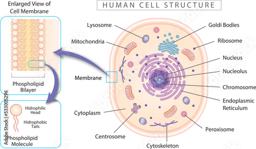 Human cell structure diagram, with enlarged view of membrane and phospholipid.  Simple illustrations best for educational materials, and marketing material.