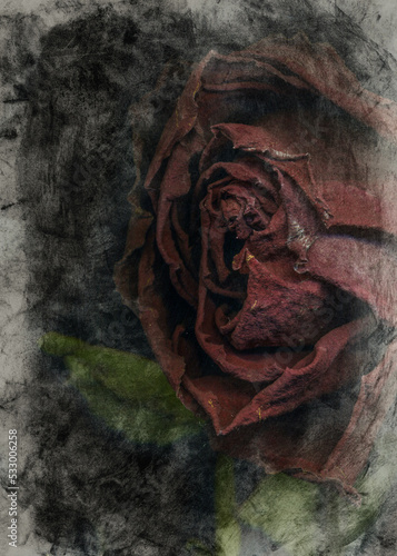 Slika na platnu Wilted beautiful rose illustration