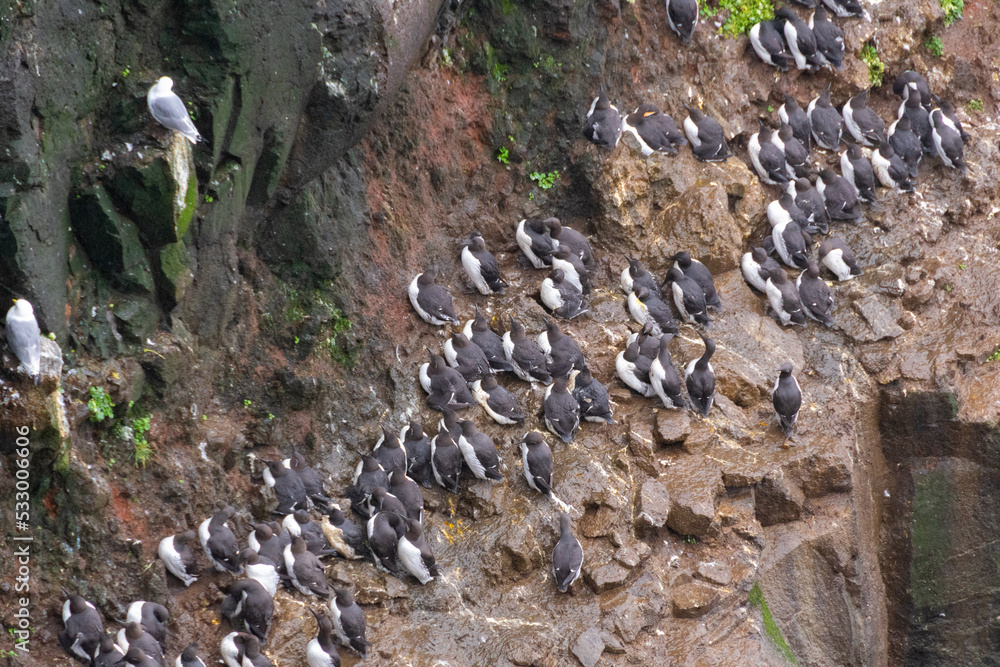 Obraz premium Iceland Puffins