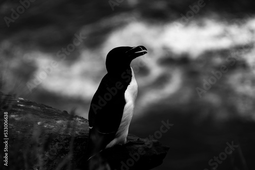 Iceland Puffins