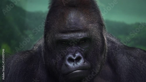 Closeup portrait of gorilla male, severe silverback, watching his somewhere family. Menacing expression of great ape, most dangerous and huge monkey. High quality 8k footage filmed on Nikon Z9 camera