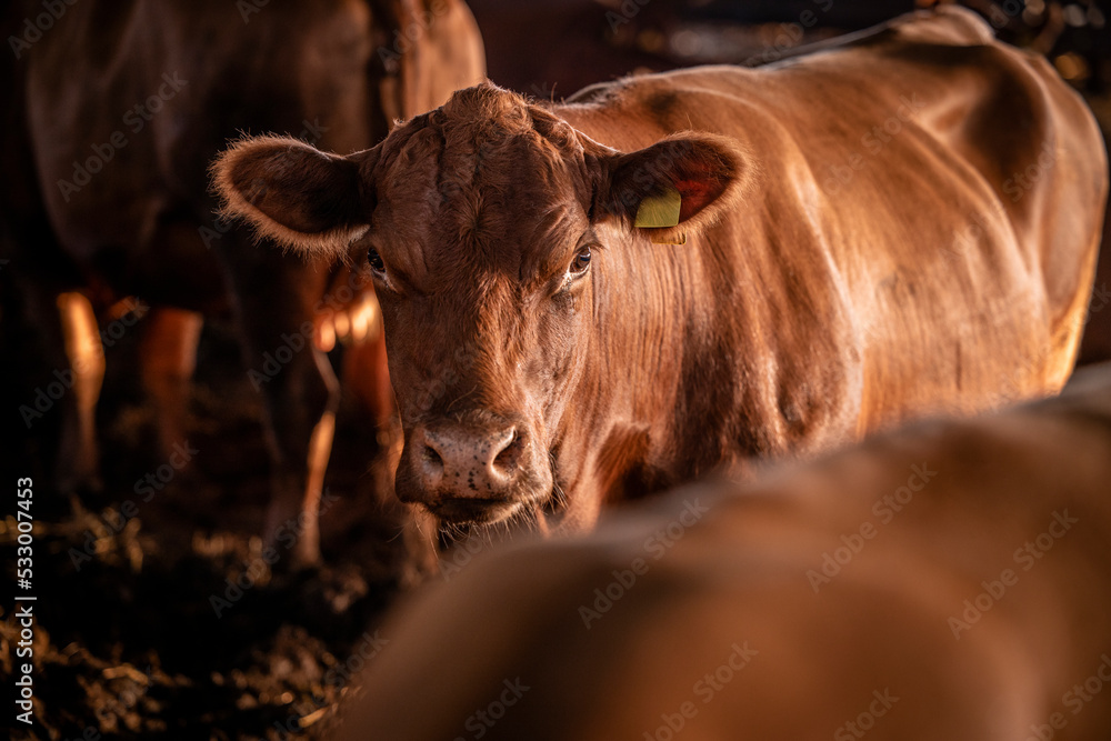 Brown Angus cow at cattle farm in cowshed. Brown Angus cow at cattle farm in cowshed.