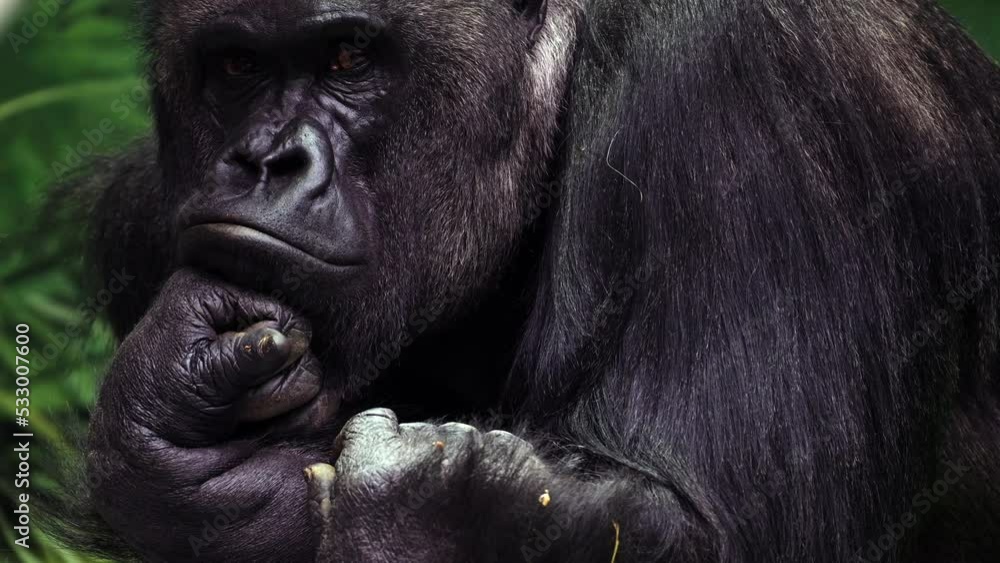 Closeup portrait of gorilla male, severe silverback, watching his somewhere family. Menacing expression of great ape, most dangerous and huge monkey. High quality 8k footage filmed on Nikon Z9 camera Closeup portrait of gorilla male, severe silverback, watching his somewhere family. Menacing expression of great ape, most dangerous and huge monkey. High quality 8k footage filmed on Nikon Z9 camera