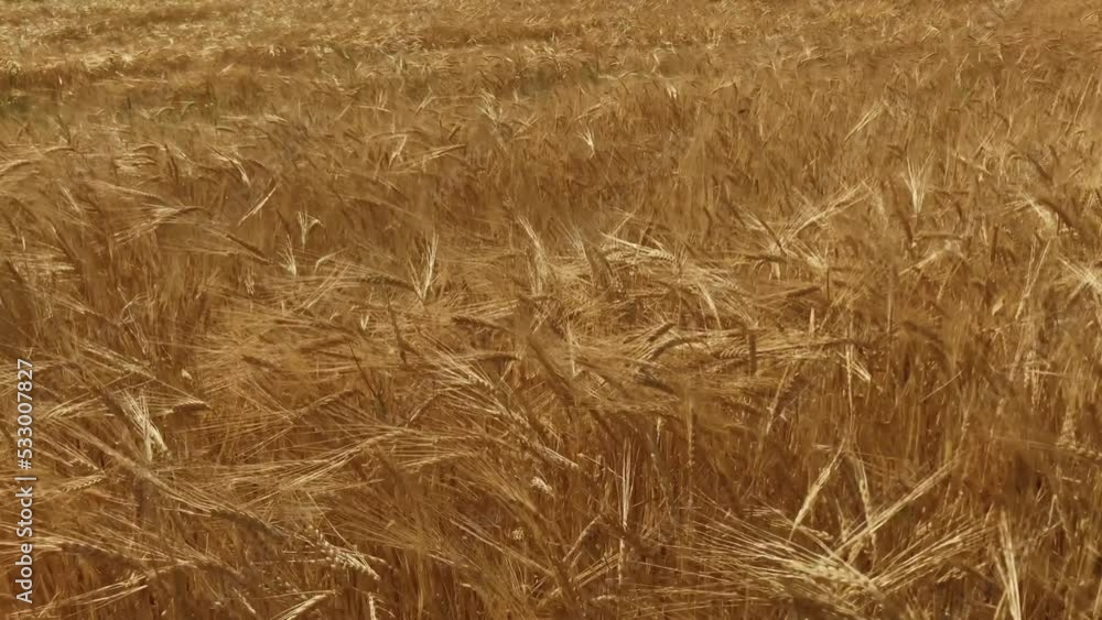 Golden barley. Texture of barley. Backround of golden barley. Harvest time. Agricultural industry. Golden barley. Texture of barley. Backround of golden barley. Harvest time. Agricultural industry.