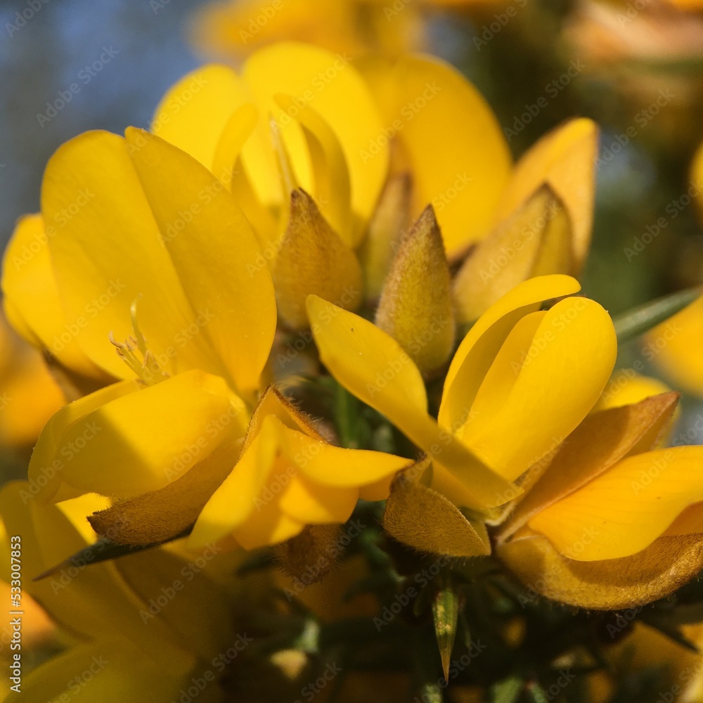 Obraz premium Macro Gorse Flowers