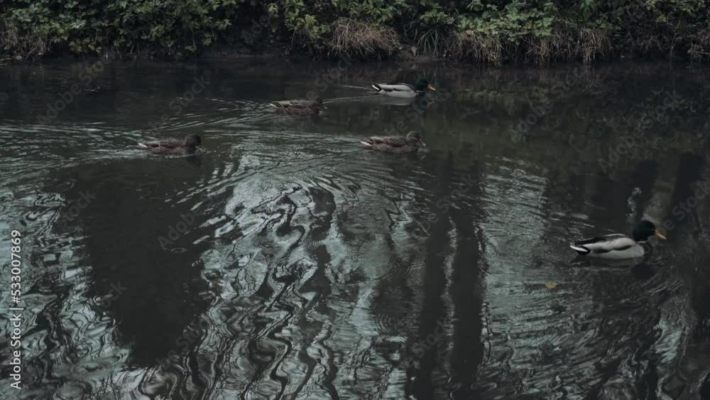 Ducks swim on the lake during early morning. Wild ducks in the water. Five ducks. Gloomy weather and early morning. Ducks swim on the lake during early morning. Wild ducks in the water. Five ducks. Gloomy weather and early morning.