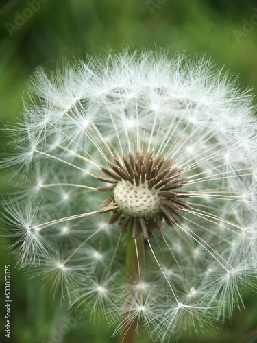 Dandelion Clock