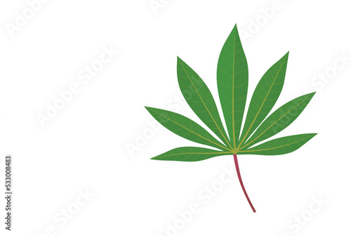 green cassave leaf isolated background Vector