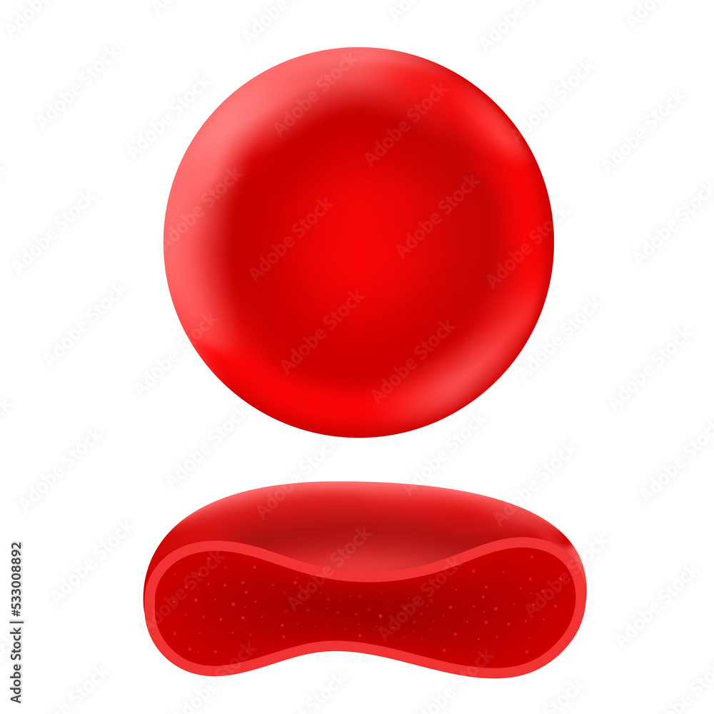 Red blood corpuscles in humans or other animals. Red blood corpuscles in humans or other animals.