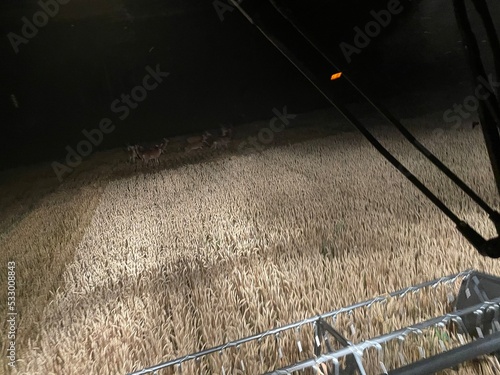 Foto 小麦収穫中に現れた鹿の群れ
A group of deer appearing during wheat harvesting