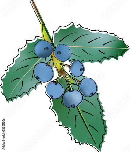 Mahonia aquifolium berry plant garden nature