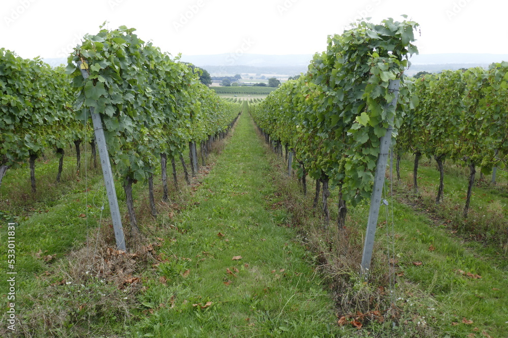 Vineyard in Sussex