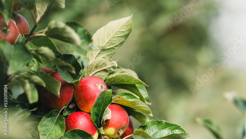 Red apples (Ingrid Marie) on a branch. 