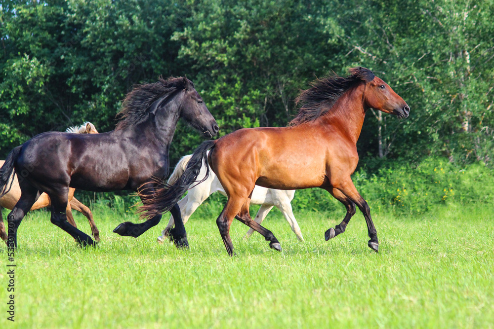a herd of beautiful horses runs across the field together a herd of beautiful horses runs across the field together