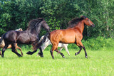 a herd of beautiful horses runs across the field together