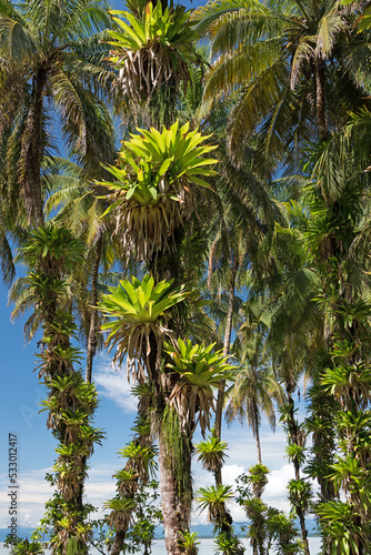 Bromeliads on trees in Central American rainforest