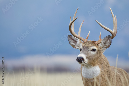 Canvas Print Close up headshot portrait of a Whitetail Deer buck with a natural background