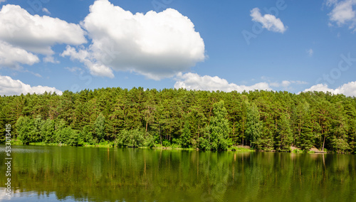 Green pine forest on the river bank on a summer day.