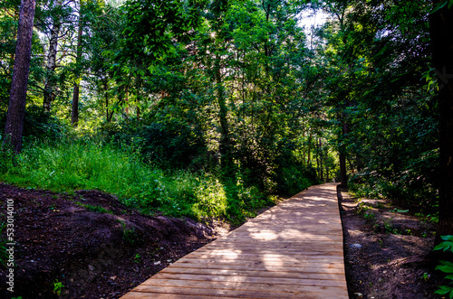 A path in the forest made of wooden boards.