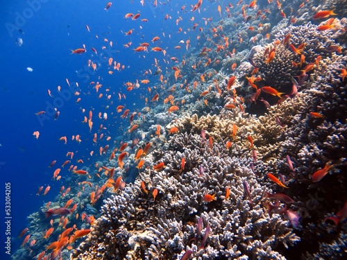 red sea fish and corals © Ayman
