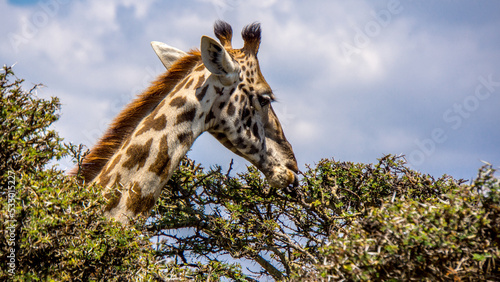 Giraffe Tree top feeding