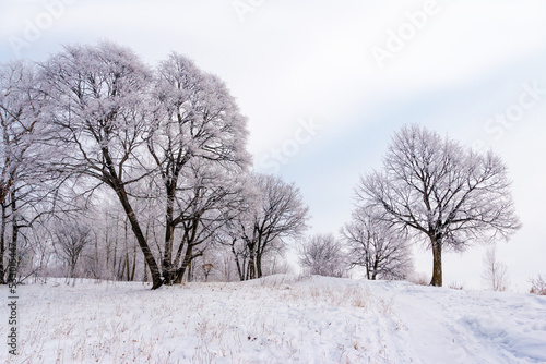 Frost-covered trees against a background of low clouds and fog