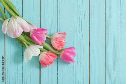 pink and white tulips on blue wooden background